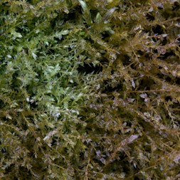 Hygroamblystegium varium (tangled thread moss)